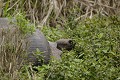 Tortue géante des Galapagos (Geochelone nigra) - île de Santa Cruz - Galapagos Ref:37038